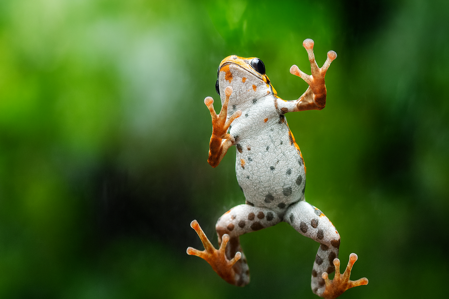 Dart Frog